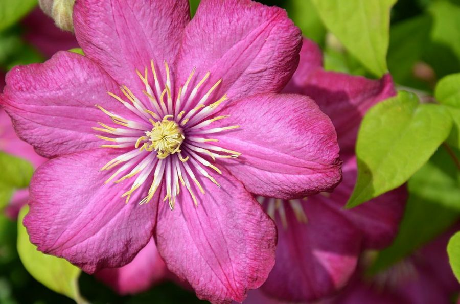 Clematis