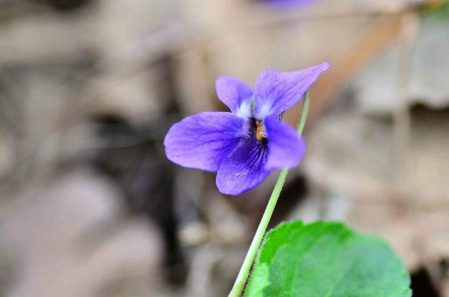 Viola odorata