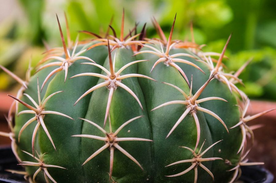 Echinocactus grusonii