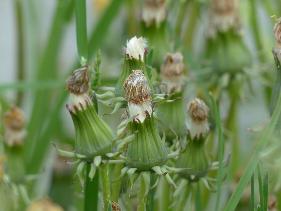 Diente de león