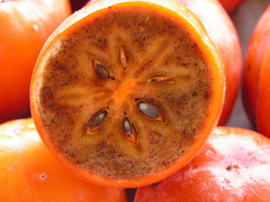 Diospyros kaki