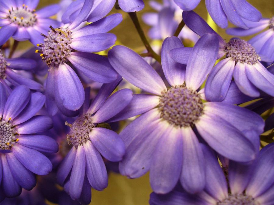 Cineraria