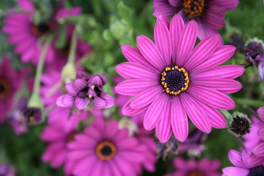 Cineraria
