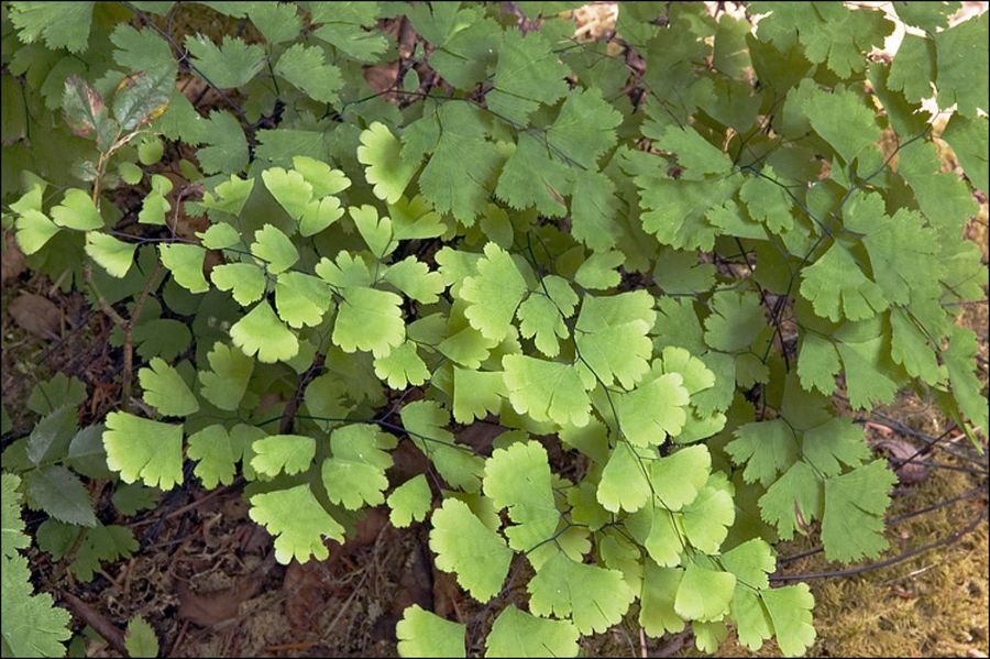Adiantum capillus-veneris