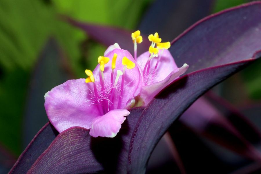 Tradescantia