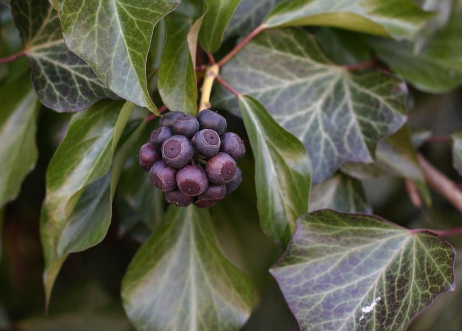 Hedera helix