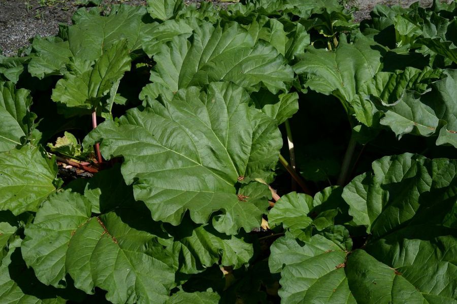 Rheum rhabarbarum