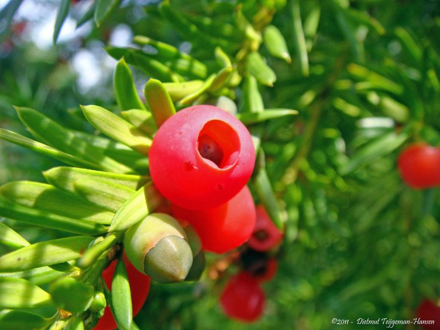 Taxus