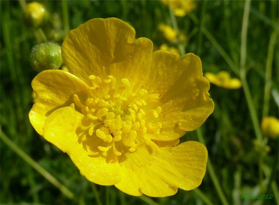 Ranunculus