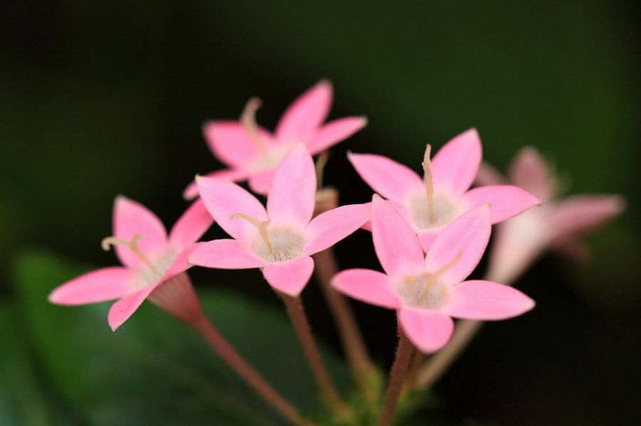 Pentas Lanceolata