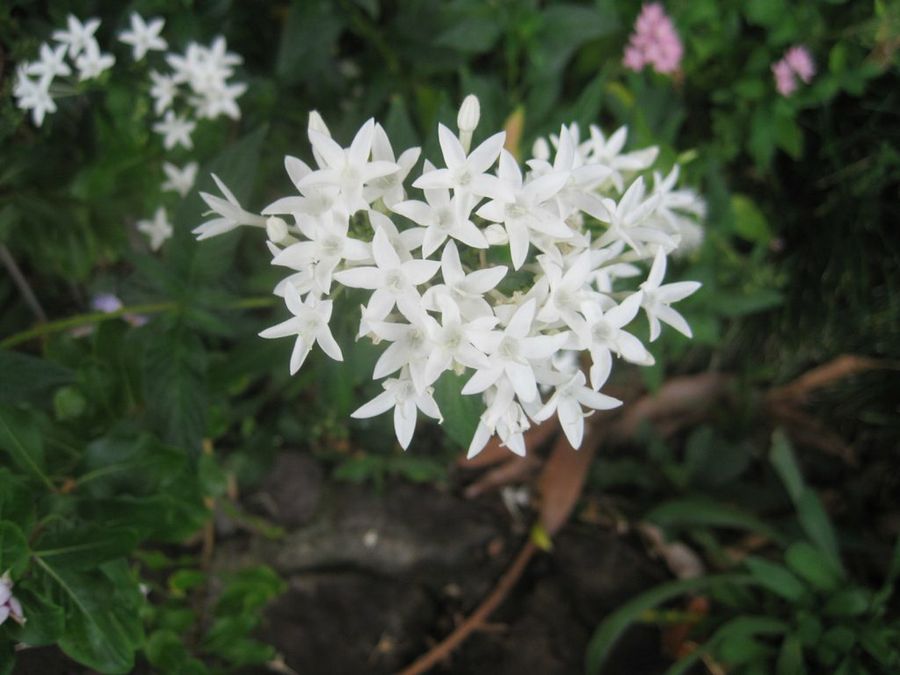 Pentas Lanceolata