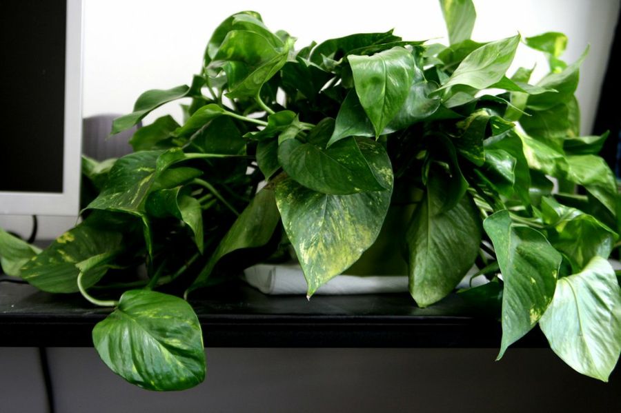 Scindapsus
