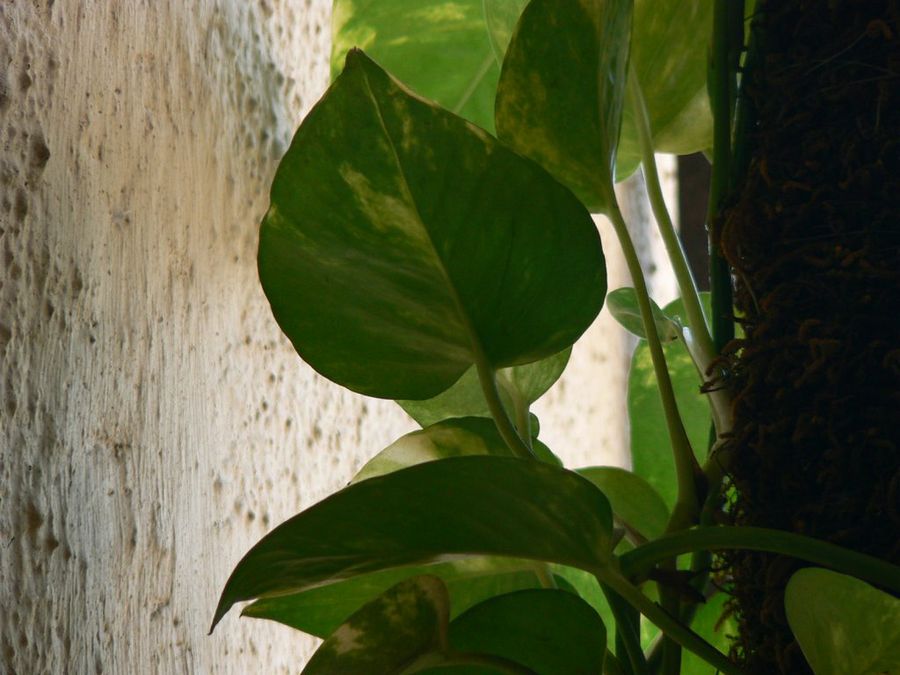 Scindapsus
