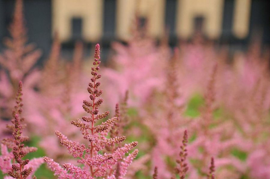 Spiraea nipponica