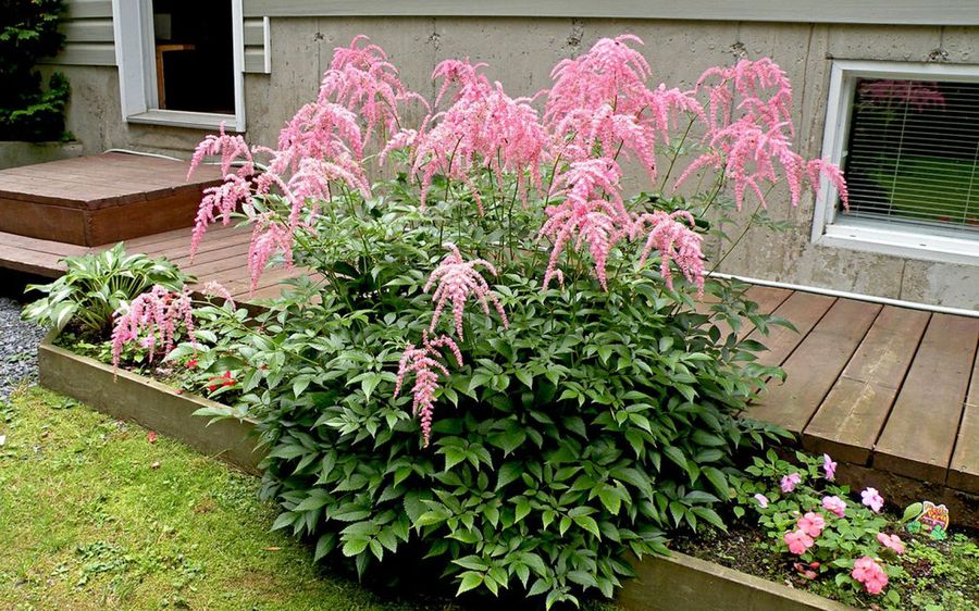 Spiraea nipponica