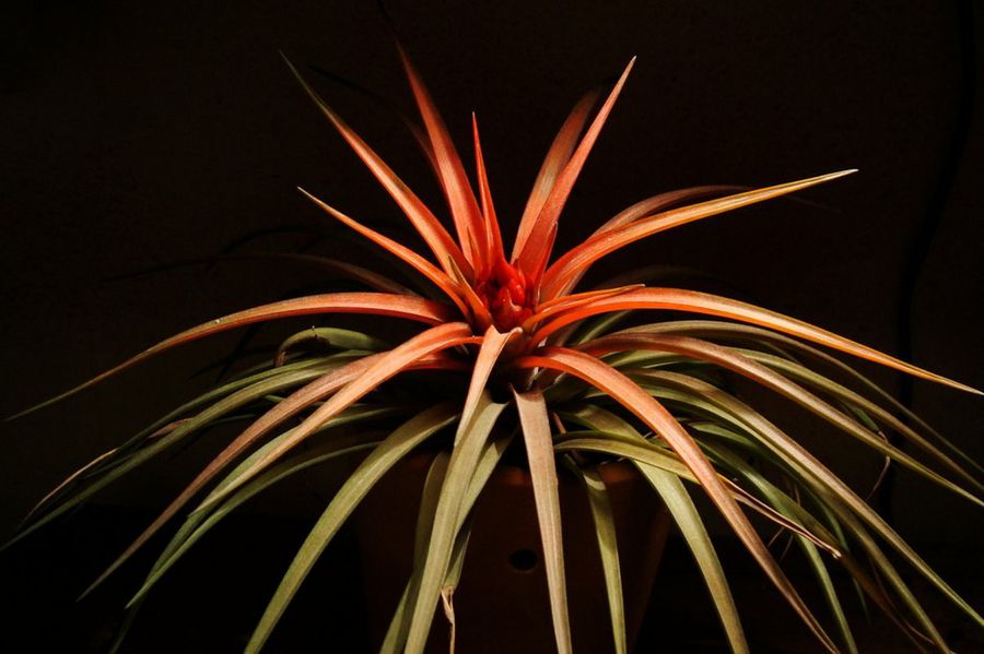 Tillandsia