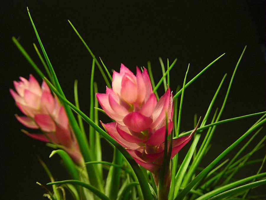 Tillandsia