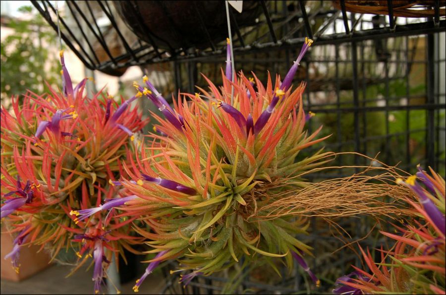 Tillandsia