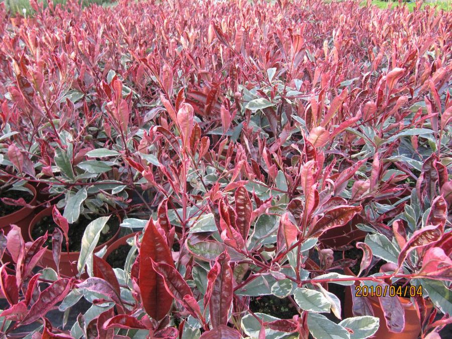 Photinia