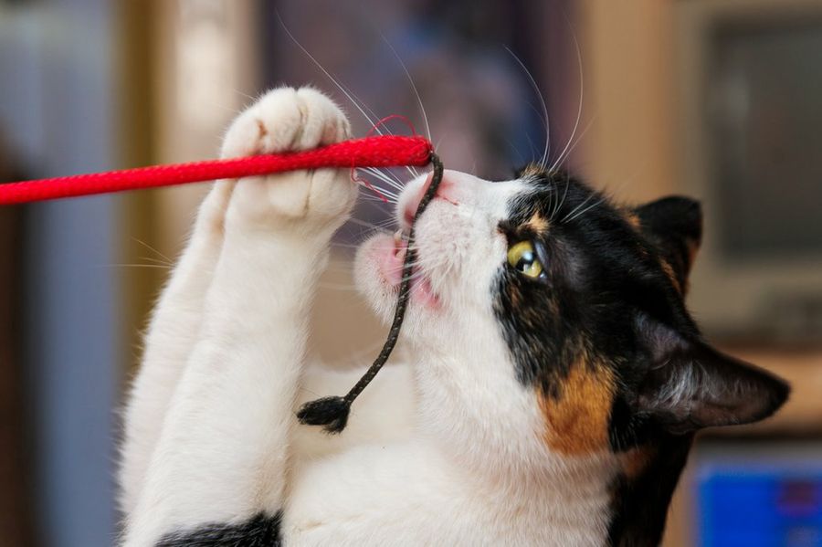 Gato jugando