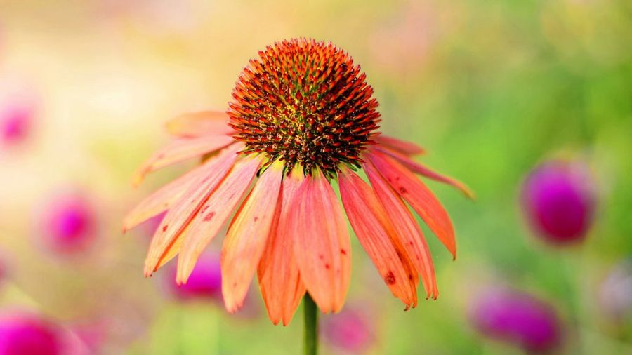 Echinacea