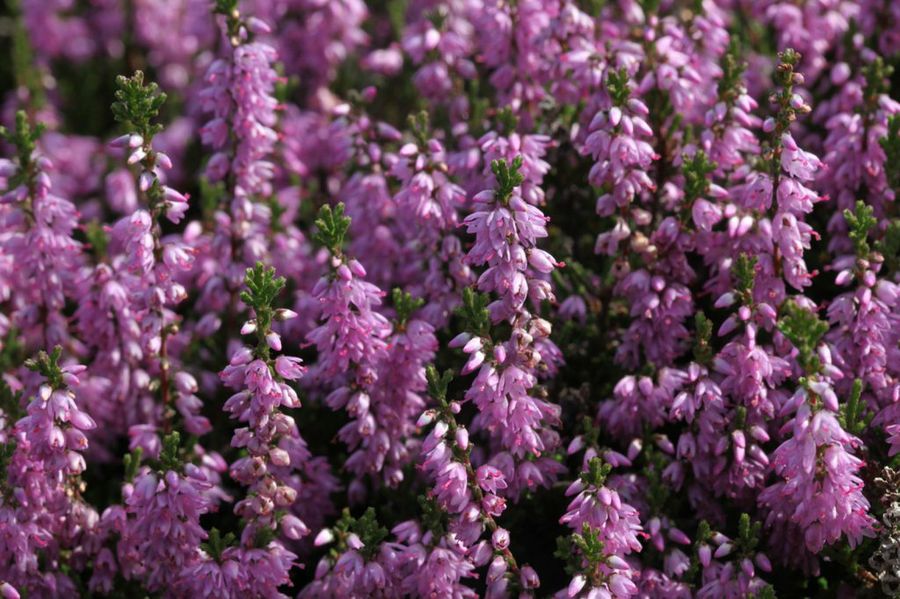 Calluna vulgaris