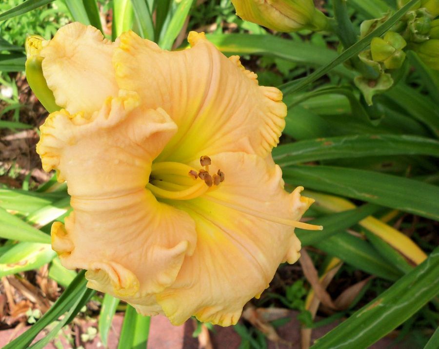 Hemerocallis