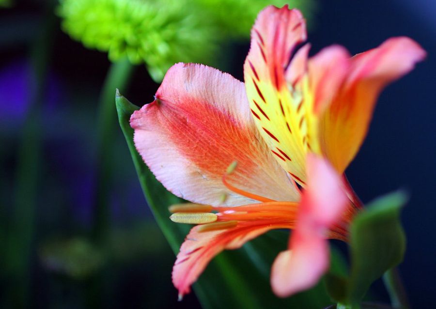 alstroemerias