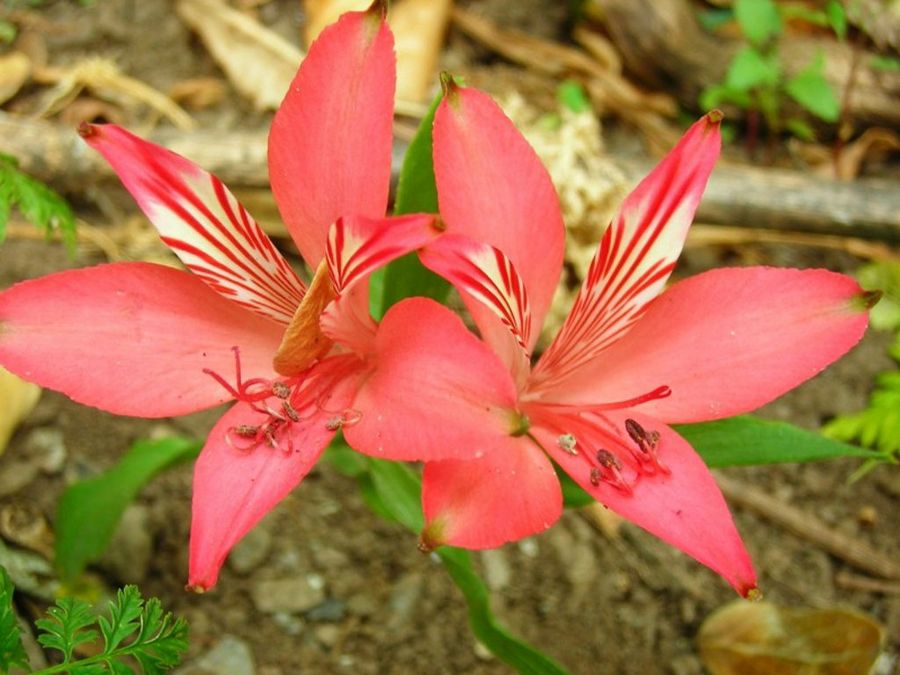 alstroemerias