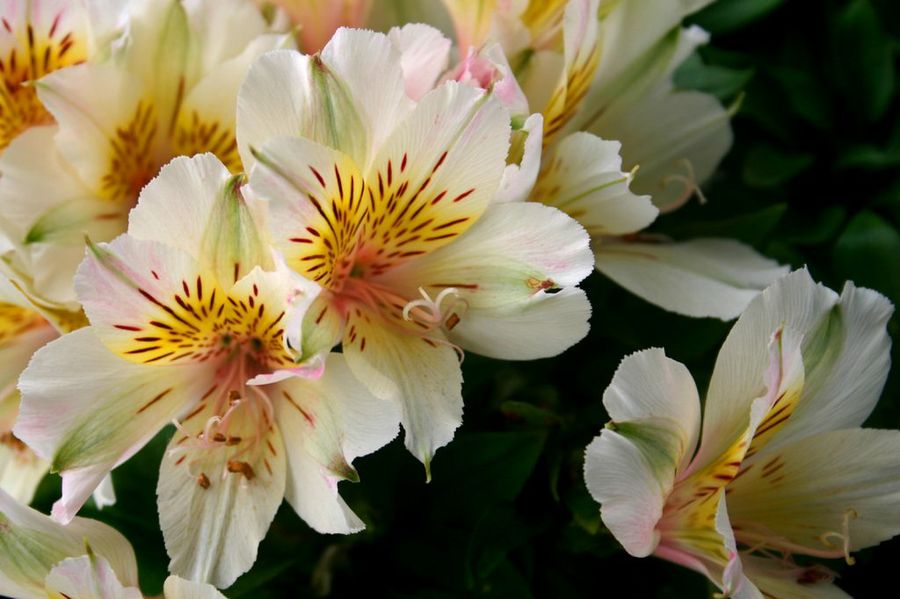 alstroemerias