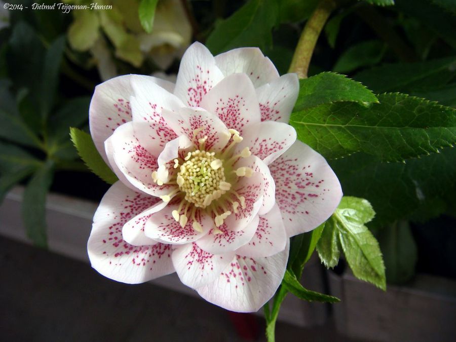 Helleborus
