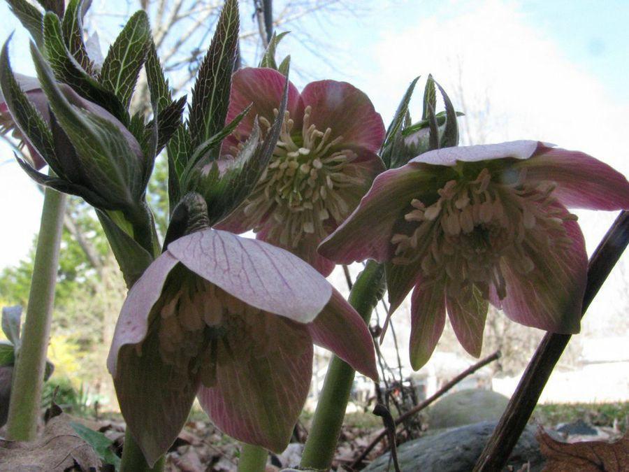 Helleborus purpurascens