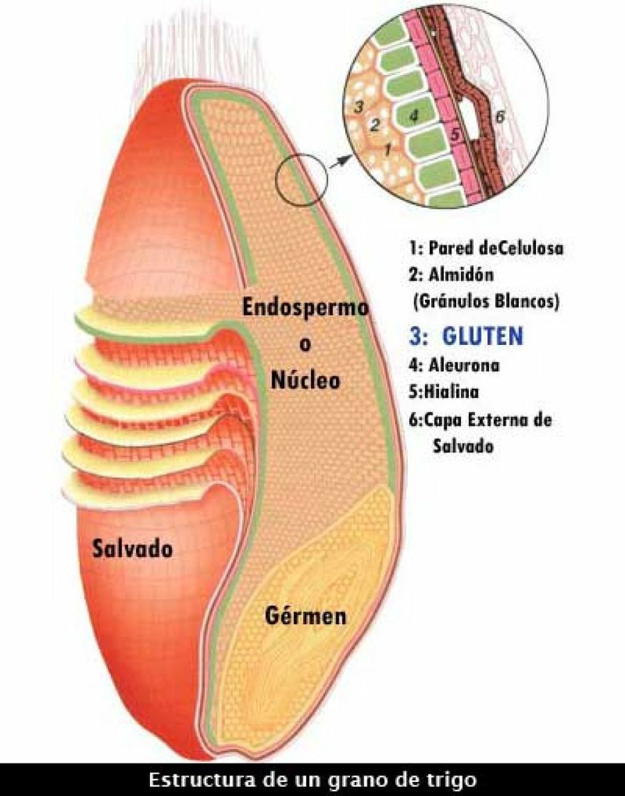 Beneficios del Salvado de trigo y Germen de trigo Salud