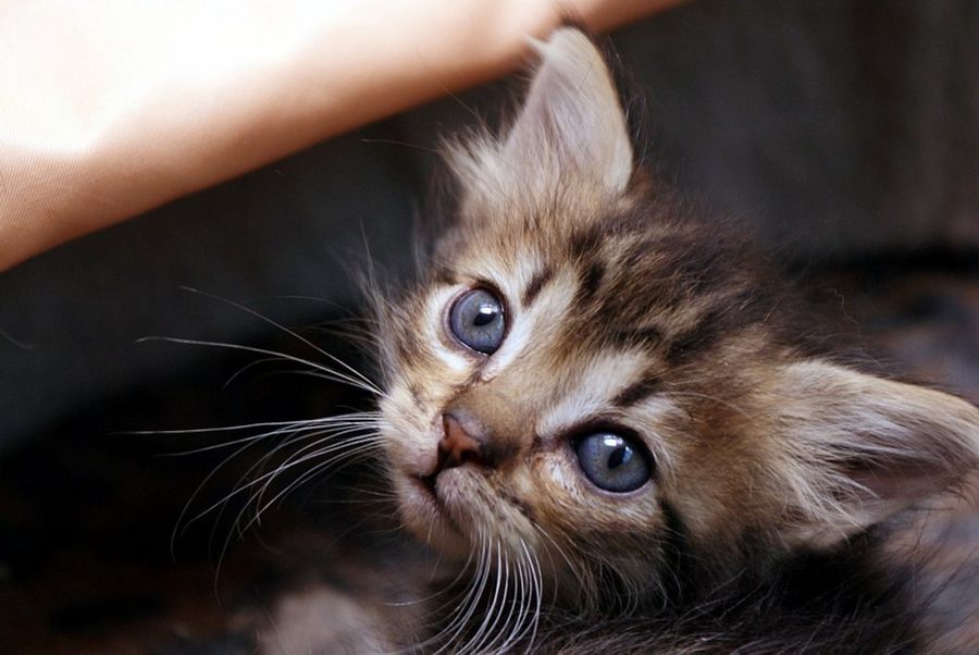 Gato recién nacido
