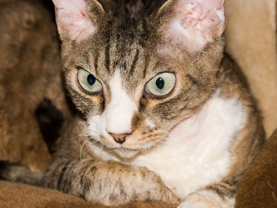 Devon Rex