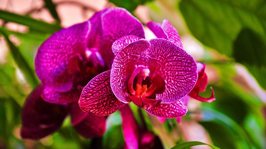 Orquídeas