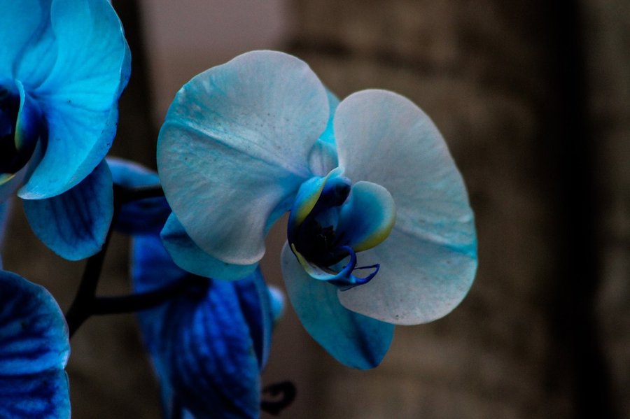 Orquídeas