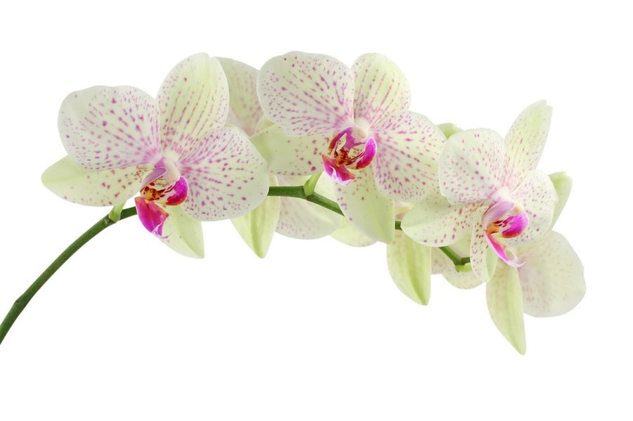 Orquídeas
