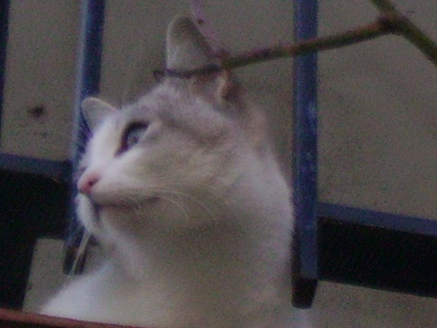 Imagen 1