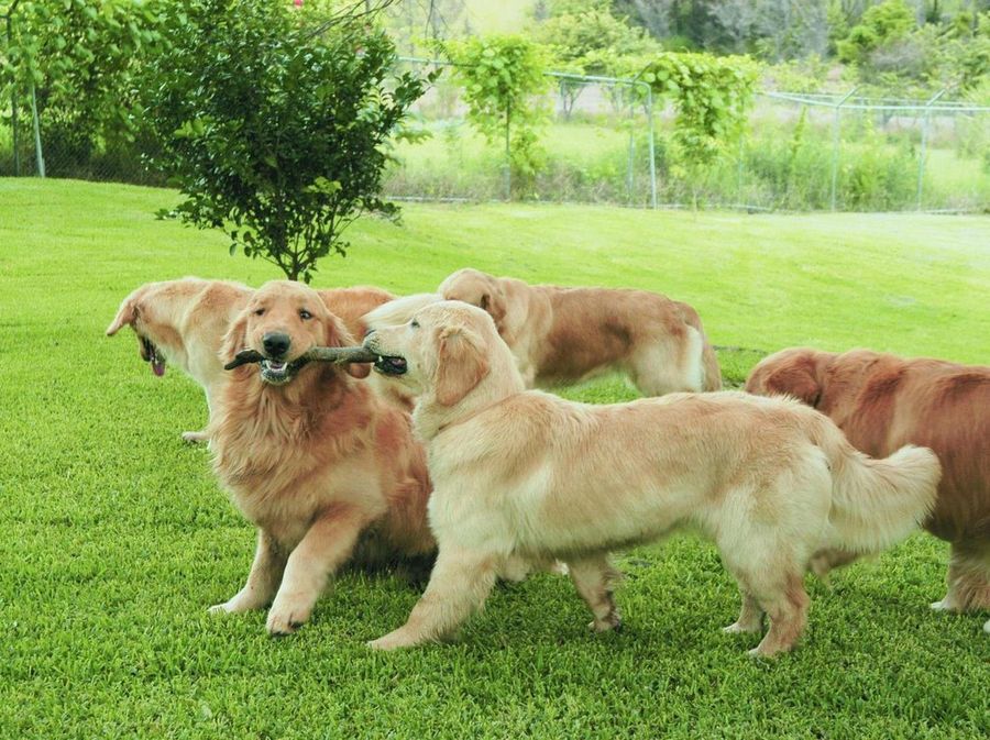 perros