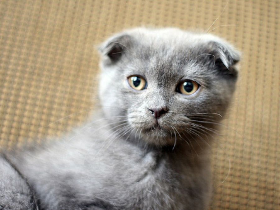 Scottish Fold