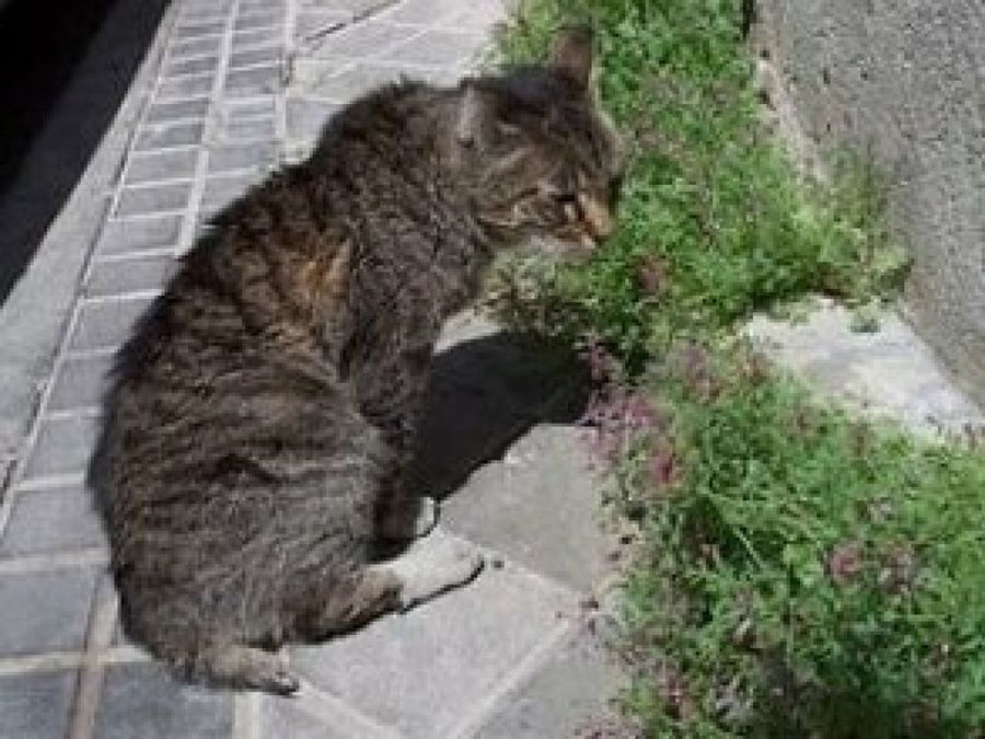 gestacion gatas jovenes