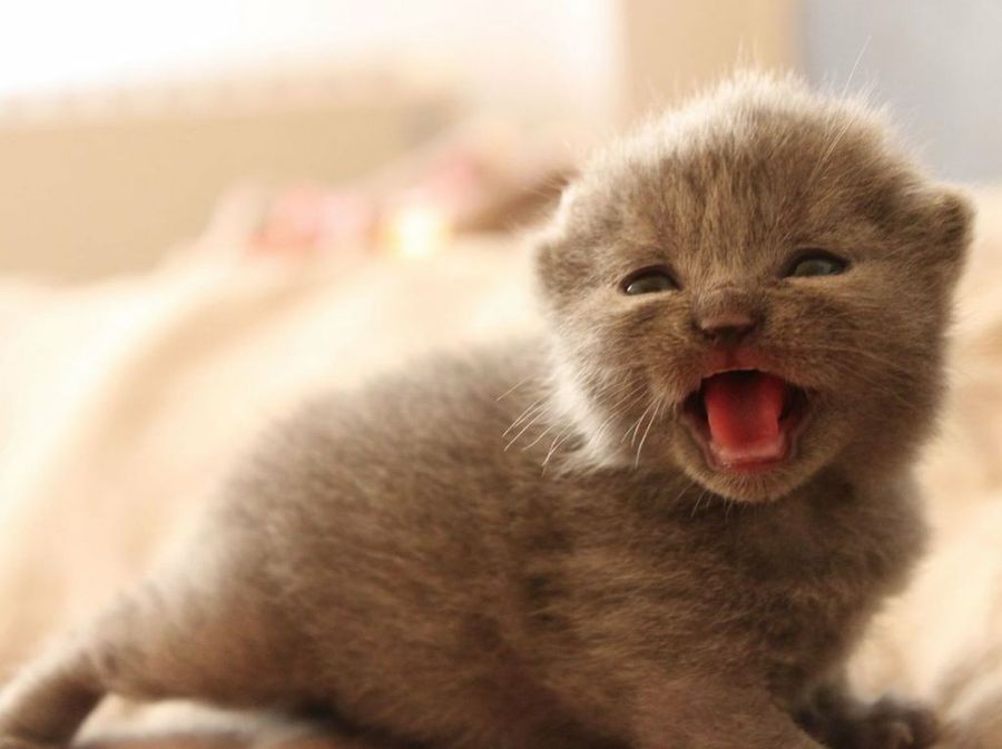 Gato