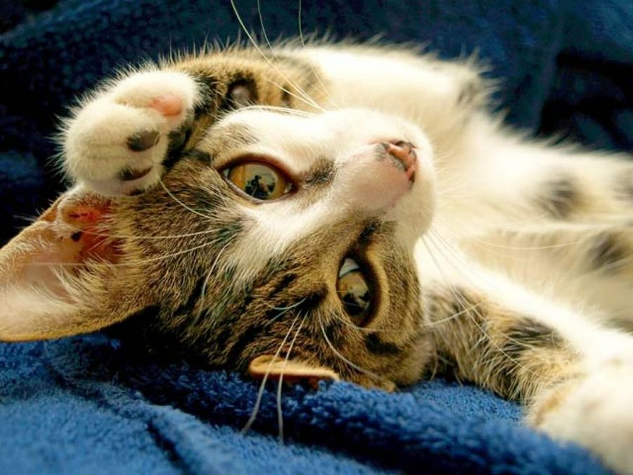 gato tumbado