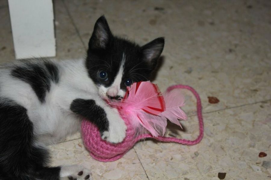 gatito jugando
