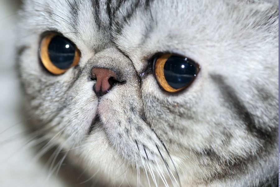 cabeza de gato exótico