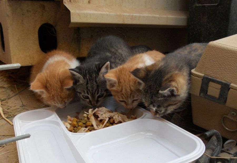 gatitos comiendo