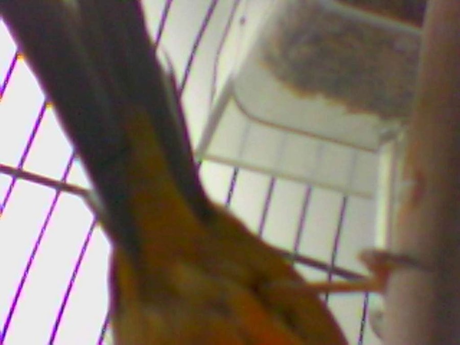 Visor