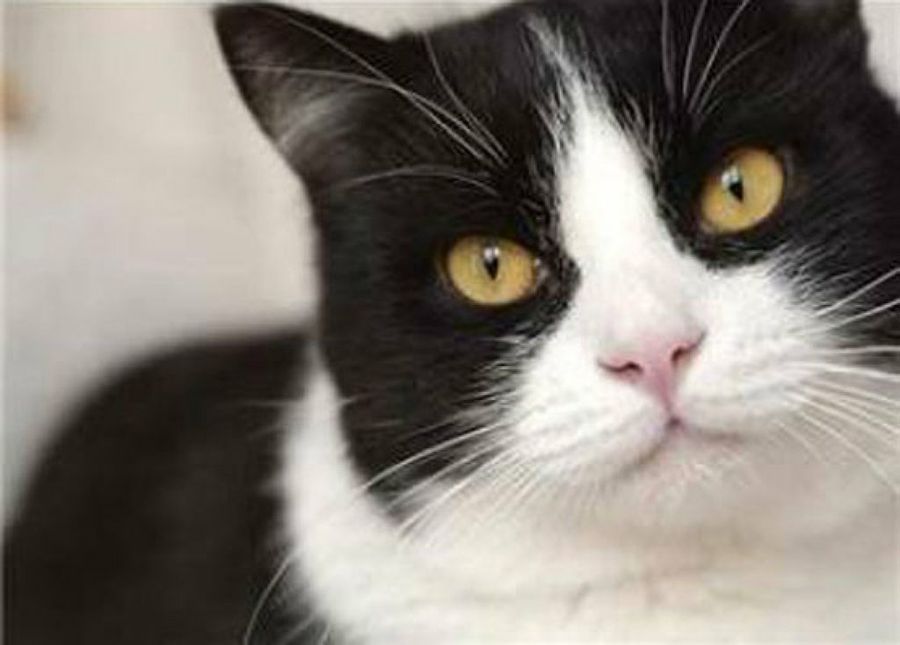 gato blanco&negro ojos amarillos