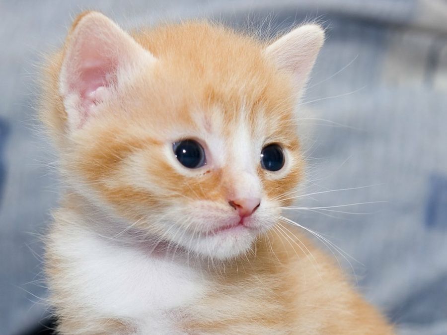 Gatito